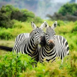 Muurdecoratie foto op aluminium zebra's